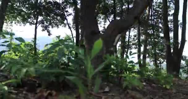 Woman Running Green Forest — Video