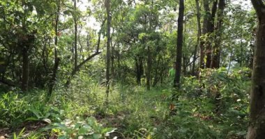 Yeşil ormanda koşan kadın