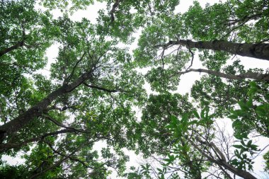 Looking up tree trunks in tropical forest