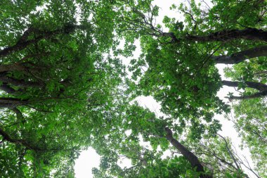 Looking up tree trunks in tropical forest
