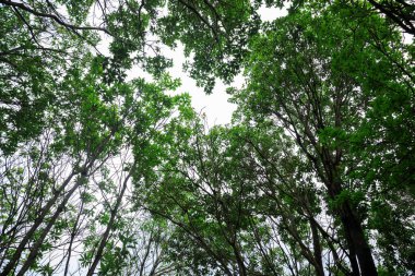 Looking up tree trunks in tropical forest