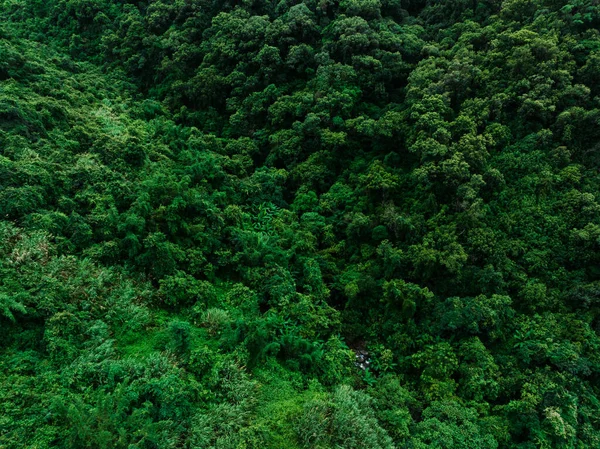 Aerial View Beautiful Forest Mountain Landscape — Stock Photo, Image