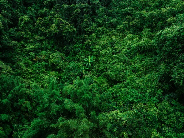 Vista Aérea Bela Paisagem Montanha Floresta — Fotografia de Stock