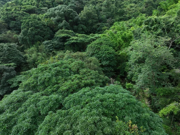 Aerial View Beautiful Tropical Forest Mountain Landscape — Stock fotografie