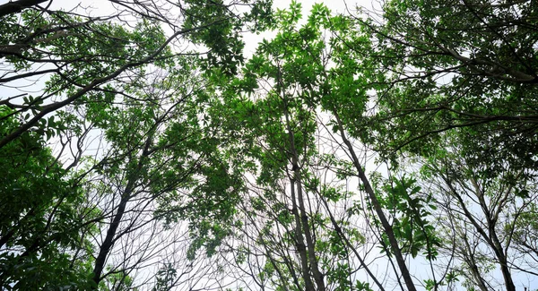 Looking Tree Trunks Tropical Forest — Stok fotoğraf