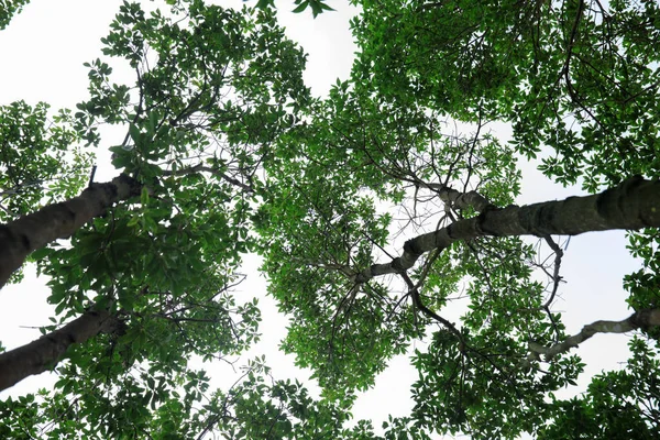 Looking Tree Trunks Tropical Forest — Stock Fotó