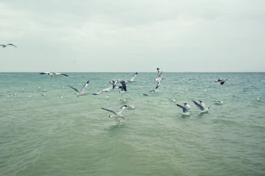 Birds flying over windy water