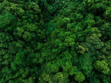 Aerial view of beautiful tropical forest mountain landscape