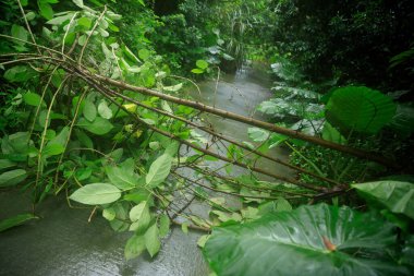 Uprooted tree fall down block the trail,damages after typhoon