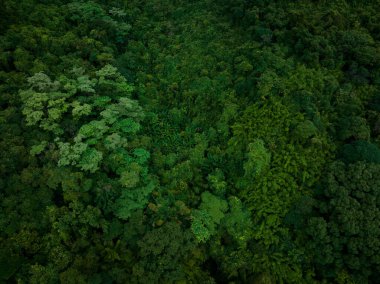 Aerial view of beautiful tropical forest mountain landscape