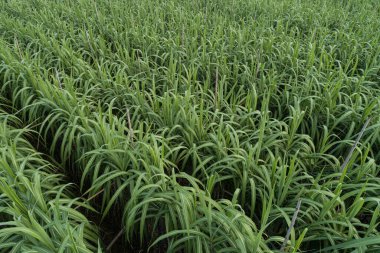 Tarlada büyüyen şeker kamışı bitkilerinin havadan görünüşü