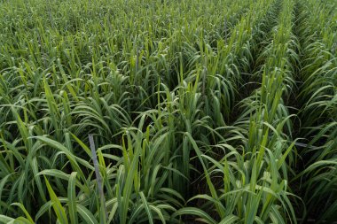 Tarlada büyüyen şeker kamışı bitkilerinin havadan görünüşü