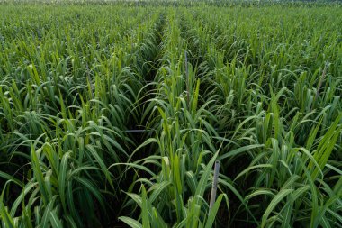 Tarlada büyüyen şeker kamışı bitkilerinin havadan görünüşü