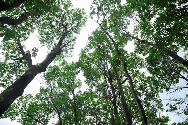 Looking Tree Trunks Tropical Forest — Stock Fotó