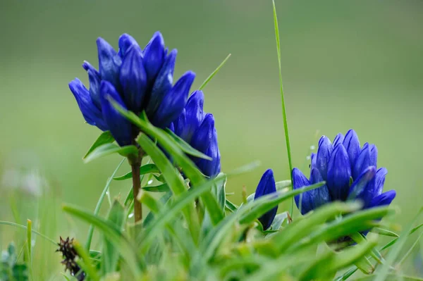 中国の標高の高い草原に咲く青い花 — ストック写真