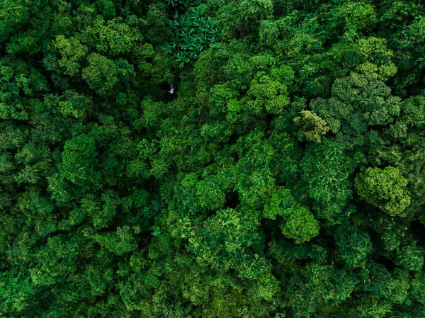 Aerial View Beautiful Tropical Forest Mountain Landscape — 图库照片