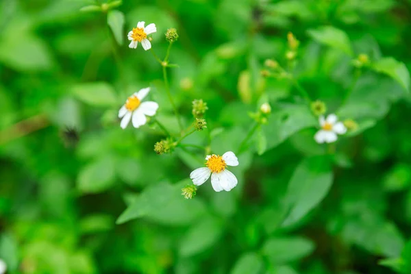 Lindos Pequenos Bidens Brancos Flores Pilosa Florescendo Primavera — Fotografia de Stock