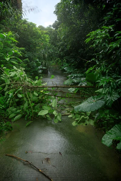 Uprooted Tree Fall Block Trail Damages Typhoon — Stock fotografie