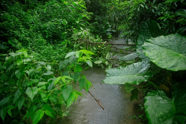 Uprooted tree fall down block the trail,damages after typhoon