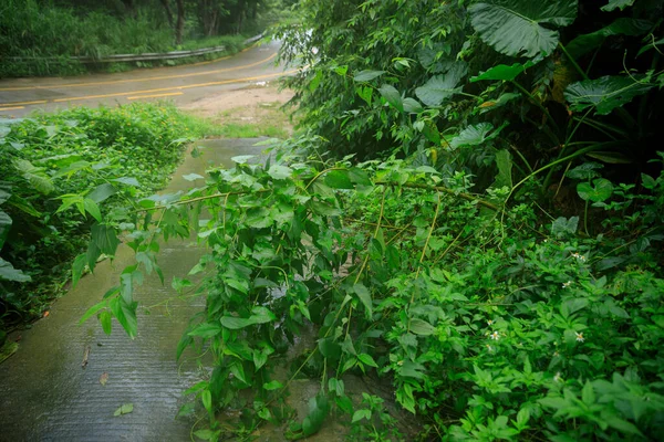 Uprooted Tree Fall Block Trail Damages Typhoon — Stock Fotó