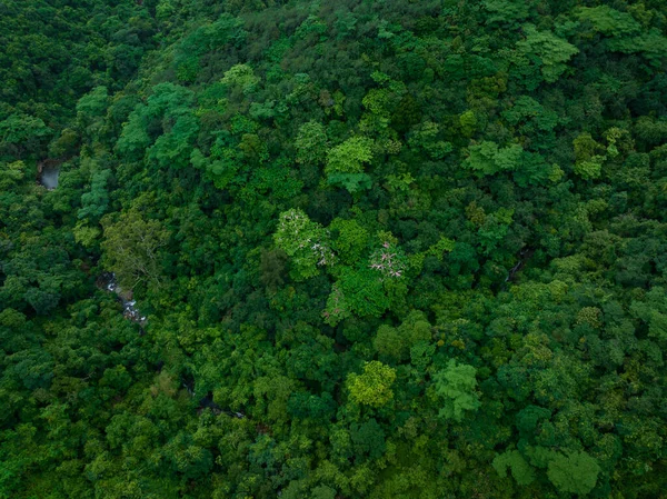 Aerial view of beautiful tropical forest mountain landscape