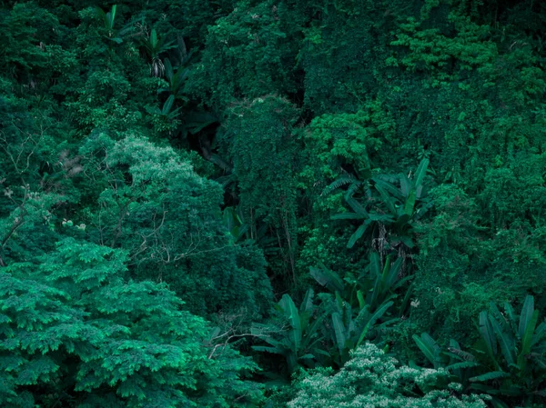 Aerial View Beautiful Tropical Forest Mountain Landscape — Photo