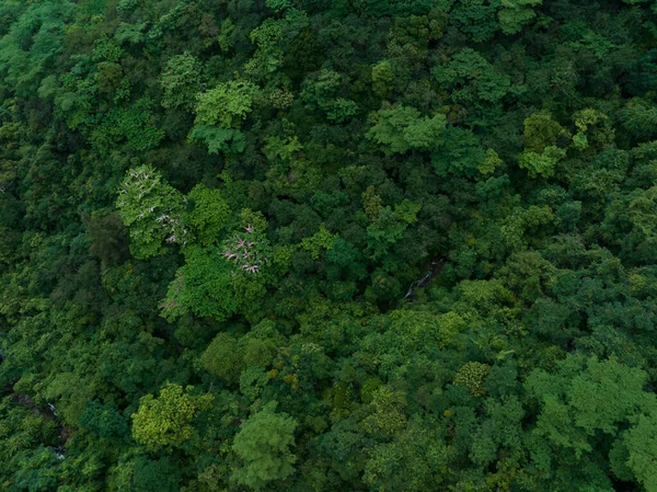 Aerial View Beautiful Tropical Forest Mountain Landscape — Zdjęcie stockowe