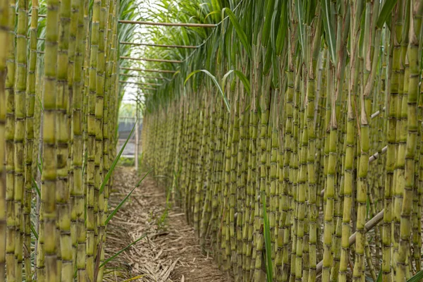 Campo Cana Açúcar Com Plantas Crescendo — Fotografia de Stock