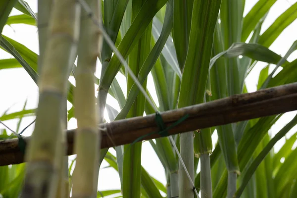 Bitkilerin yetiştiği şeker kamışı tarlası