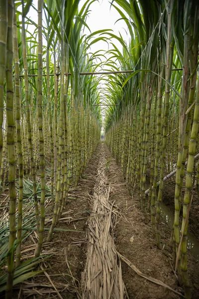 Bitkilerin yetiştiği şeker kamışı tarlası