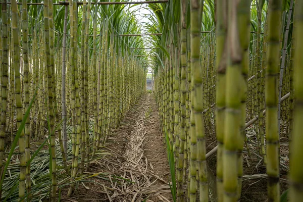 Tarlada yetişen şeker kamışı bitkileri