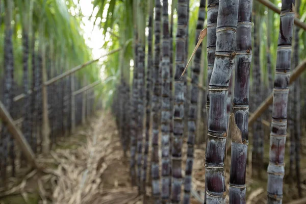 Campo Caña Azúcar Con Plantas Creciendo — Foto de Stock