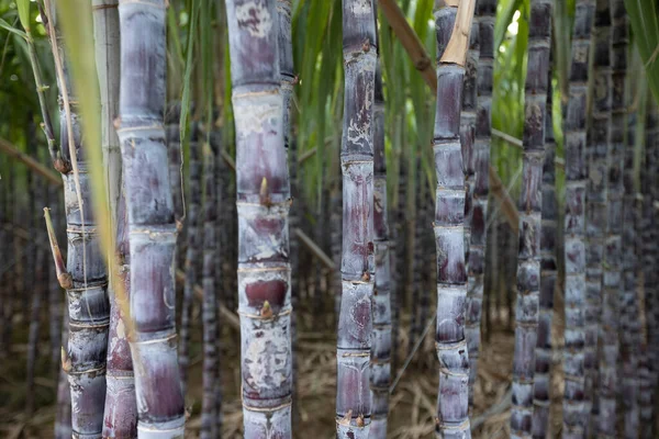 Bitkilerin Yetiştiği Şeker Kamışı Tarlası — Stok fotoğraf