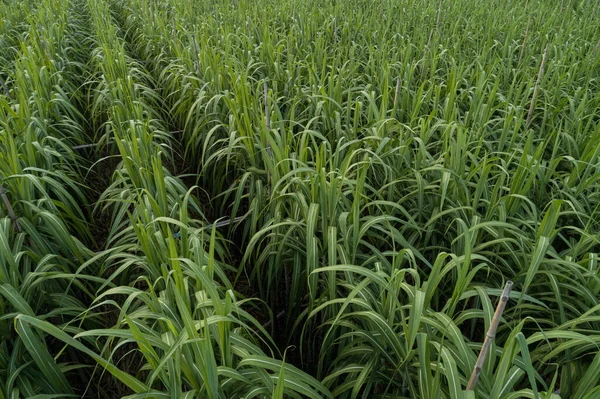 Luftaufnahme Von Zuckerrohrpflanzen Die Auf Einem Feld Wachsen — Stockfoto