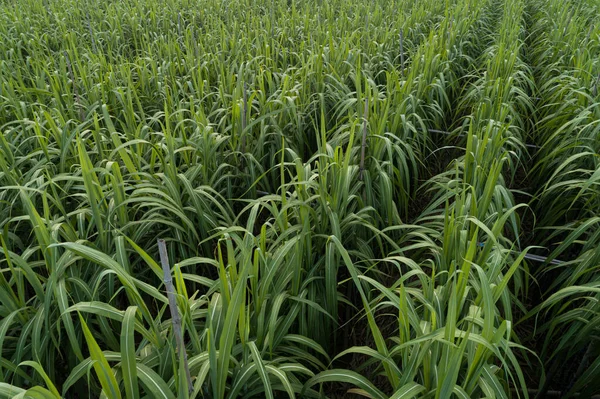 Tarlada büyüyen şeker kamışı bitkilerinin havadan görünüşü