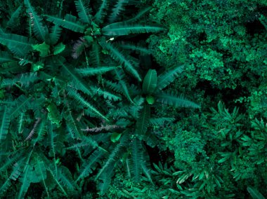 Aerial view of beautiful tropical forest mountain landscape