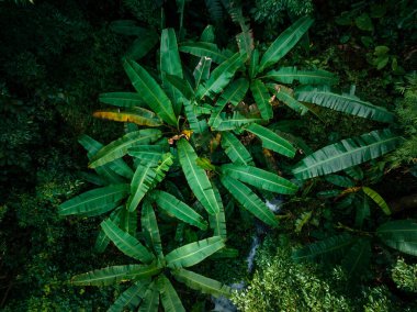 Aerial view of beautiful tropical forest mountain landscape