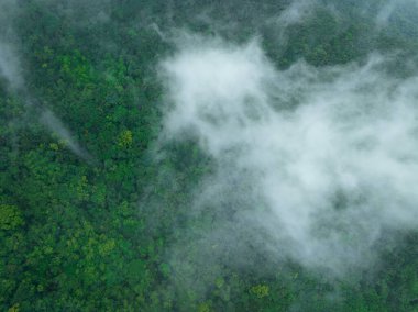 Güzel orman dağ manzarasının havadan görünüşü