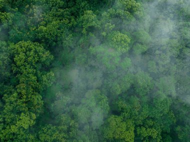 Güzel orman dağ manzarasının havadan görünüşü