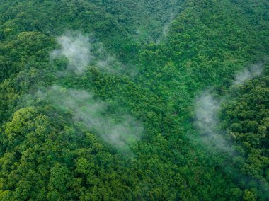 Güzel orman dağ manzarasının havadan görünüşü