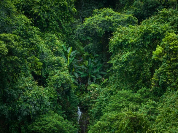 Aerial View Beautiful Tropical Forest Mountain Landscape – stockfoto