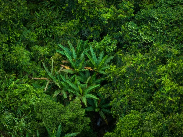 Aerial View Beautiful Tropical Forest Mountain Landscape — Fotografia de Stock
