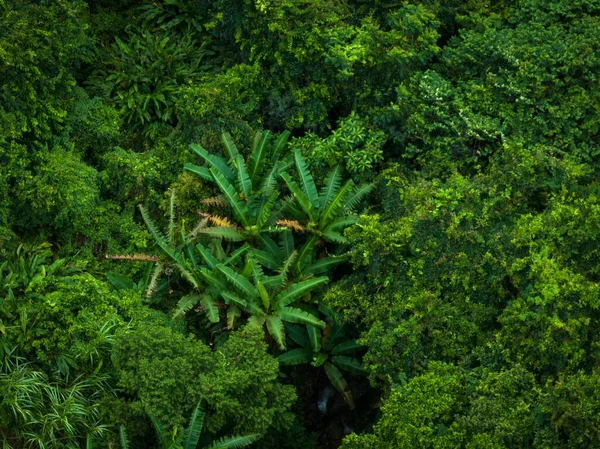 Aerial View Beautiful Tropical Forest Mountain Landscape — Foto de Stock