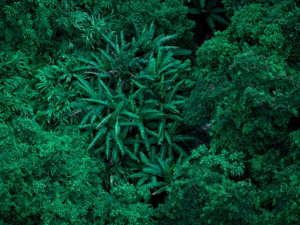 Aerial View Beautiful Tropical Forest Mountain Landscape — Photo