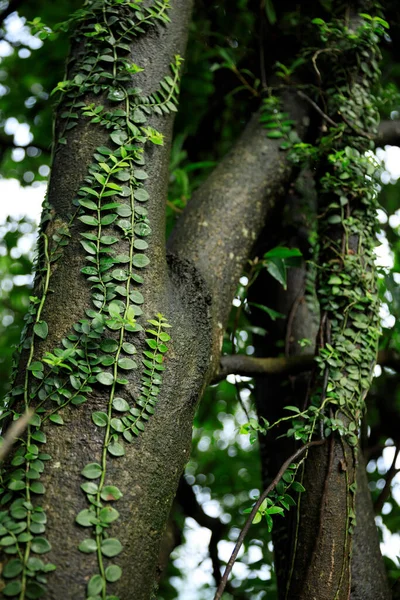 Vigne Parasite Enroulée Autour Tronc Arbre Dans Forêt Tropicale — Photo
