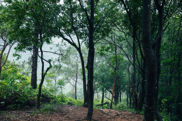 Beautiful Tropical Forest Mountain Landscape Summer — Stock fotografie