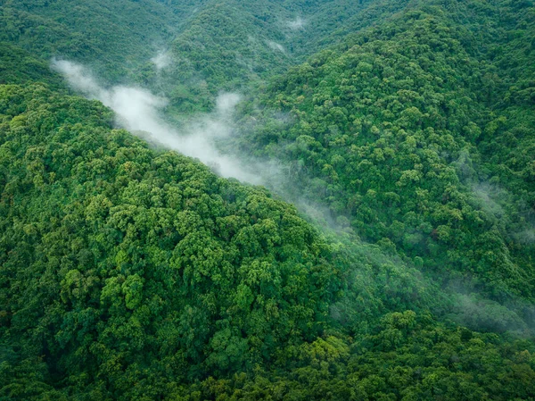 Güzel orman dağ manzarasının havadan görünüşü