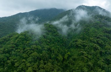 Güzel orman dağ manzarasının havadan görünüşü