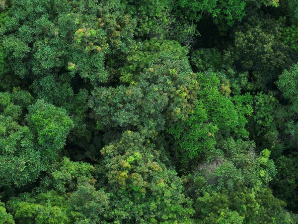 Вид Воздуха Красивый Тропический Лесной Горный Ландшафт — стоковое фото