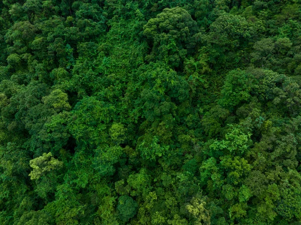 Aerial View Beautiful Tropical Forest Mountain Landscape — 图库照片